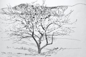 apple tree amp; 11th Mt. - 1997 - 30"x4o" - pen & ink