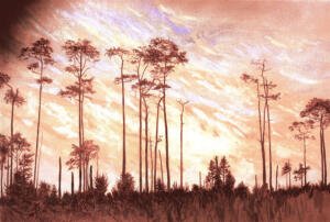 Southern Pines, Evening    2000   24x36   acrylic -   sold