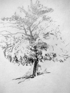 maple tree - pencil - 38x24? 2008